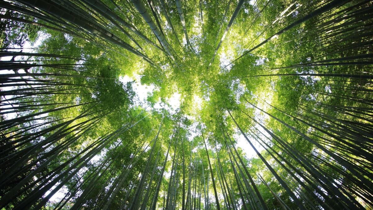 Forestry Data Space (FDS): Climate-resilient forest management through ...